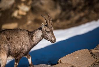 The ibex enclosure